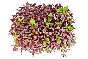 Amaranth microgreen isolated on a white background. Texture of red leaves close up.