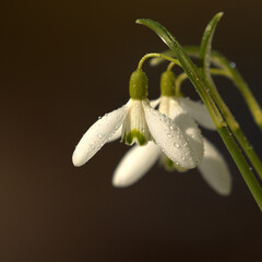snowdrop with dew drops Spring, snowdrops with dewdrops on their petals.