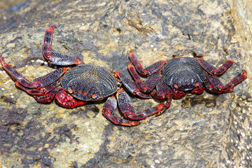 rote_Klippenkrabe © Stephan von Mikusch