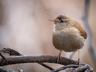 Eurasian wren - Troglodytes troglodytes