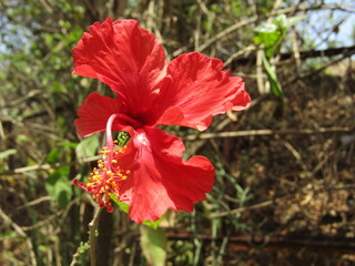 red  flower