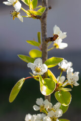 Branch with full blooming of pear flowers in Organic garden , Blossom Flowers in spring , pear tree flowering ,Gardening in European.