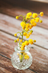 yellow mimosa flowers on a branch on a wooden background