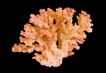 Coral isolated on black background
