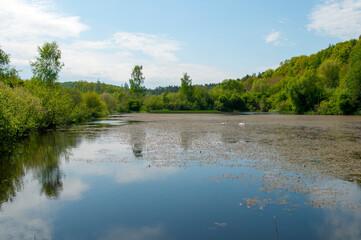 Obraz premium white swans group on the lake swim well under the bright sun