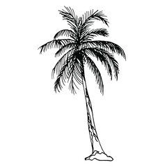 Hand drawn doodle palm.Summer.Vector doodle.