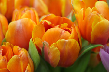 Macro photography of orange tulip petals (flower variety - Queensday) for background, selective focus
