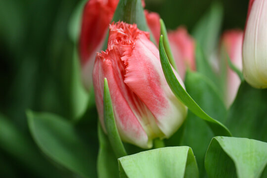 Macro photography petals of white and pink tulip petals (flower variety - Lingeri) on blurry green background, selective focus