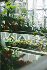 Film photography with noise: tropical greenhouse with monsters, cacti and aloe