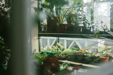 Film photography with noise: tropical greenhouse with monsters, cacti and aloe