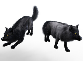 Black wolves walking with white background	