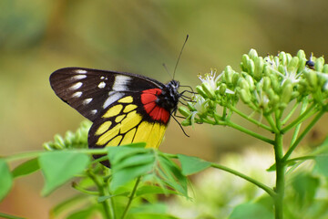 A beautiful butterfly collecting nectar