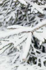 Young evergreen Christmas tree in the snow. Christmas tree. Winter screensaver