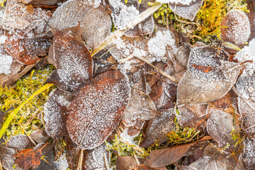 Autumn Leaves in Morning Frost
