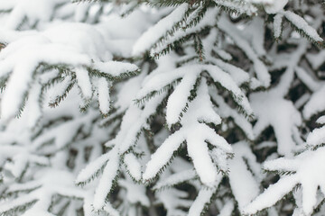 Young evergreen Christmas tree in the snow. Christmas tree. Winter screensaver