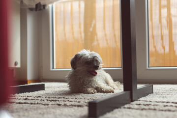 Cute little dog (Bolonka Zwetna) resting and panting on room's floor. Lap dog enjoying.