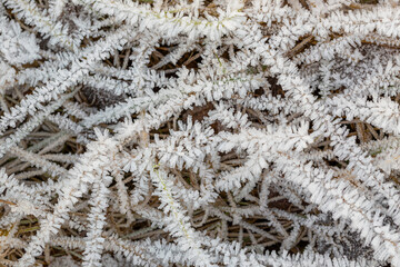 Morning Frost on the Dry Grass