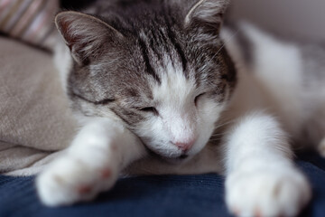 Beautiful cat cozy curled up on soft bed. Tight crop of cute feline resting.
