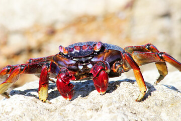rote_Klippenkrabbe