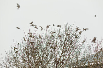 Fototapeta premium Frightened bird sparrows fly away from the tree