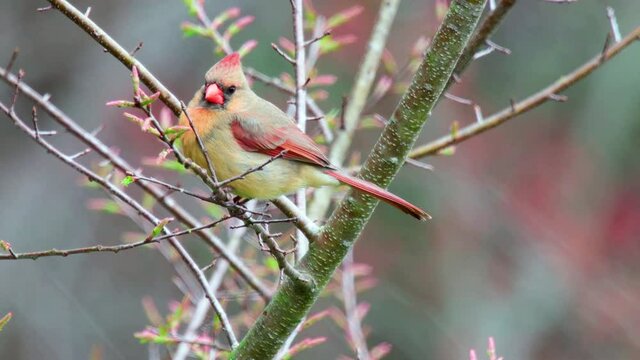 Female Cardinal perching on branch