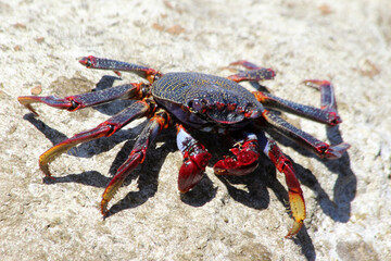 rote_Klippenkrabbe