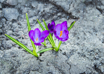 Spring . A living flower on dry ground. Conceptual image of life and death.