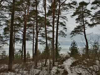 Fototapeta premium A landscape of a pine forest in a hilly area, with the remnants of the last snow, against the background of a cloudy sky and the frozen Baltic Sea on a spring day.