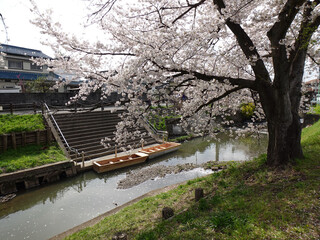 桜とボート