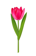 Realistic vector tulip, pink spring flower for design.