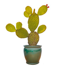 Close up of opuntia cactus in pot © Dmitry