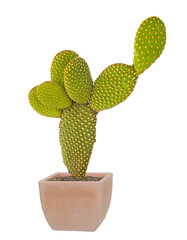 Close up of opuntia cactus in pot