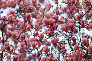 close up of a blossoming magnolia trees in Maastricht during spring time bringing happiness and good feelings to people after winter season.