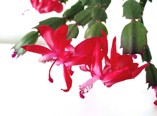Fiori rossi del cactus di Natale