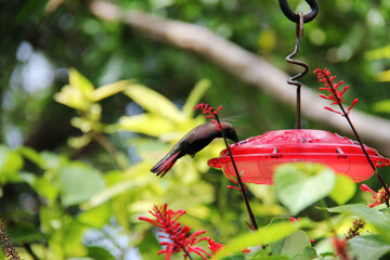 Jamaica Hummingbird drinks water among