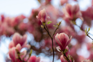 Obraz premium close up of a blossoming magnolia trees in Maastricht during spring time bringing happiness and good feelings to people after winter season.