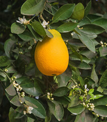 Close up of ripe oranges on branch