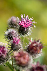 blooming burdock
