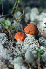 forest mushrooms in moss
