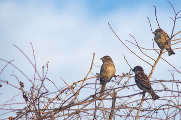 
sparrows on a branch