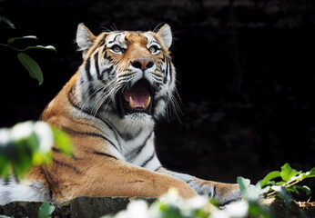 The smallest subspecies of tiger, tiger Sumatran (panthera tigris sumatrae) in the Prague Zoo