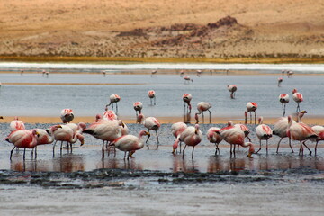 Flamencos Andinos o Parina Grande en laguna boliviana