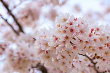 満開の桜と曇り空