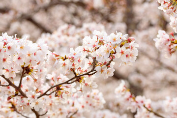 Obraz premium 満開の桜