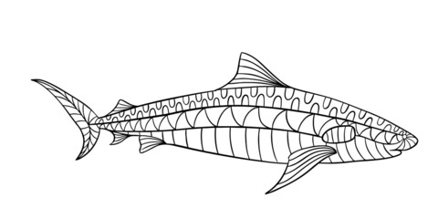 shark fish coloring page contour vector illustration for children and adults