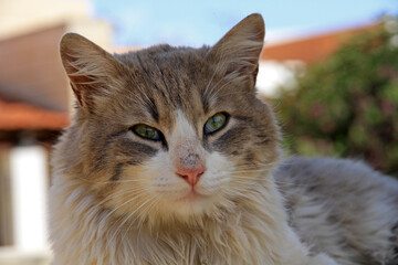 Portrait of cute cat sunbathing 