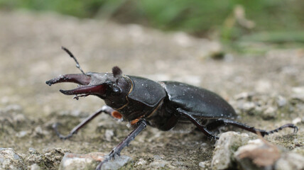 natural stag beetle insect macro photo