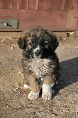 Small puppy on the farm