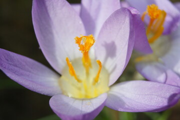 Detail of stamens and style of a purple crocus with a water drop at the base and a smaller droplet at the top. Macro. Short depth of field, selective focus.