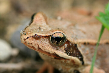 Common frog on the ground